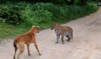 В Индии хромая собака напугала леопарда так, что он передумал нападать. Слишком уж страшно лаяла